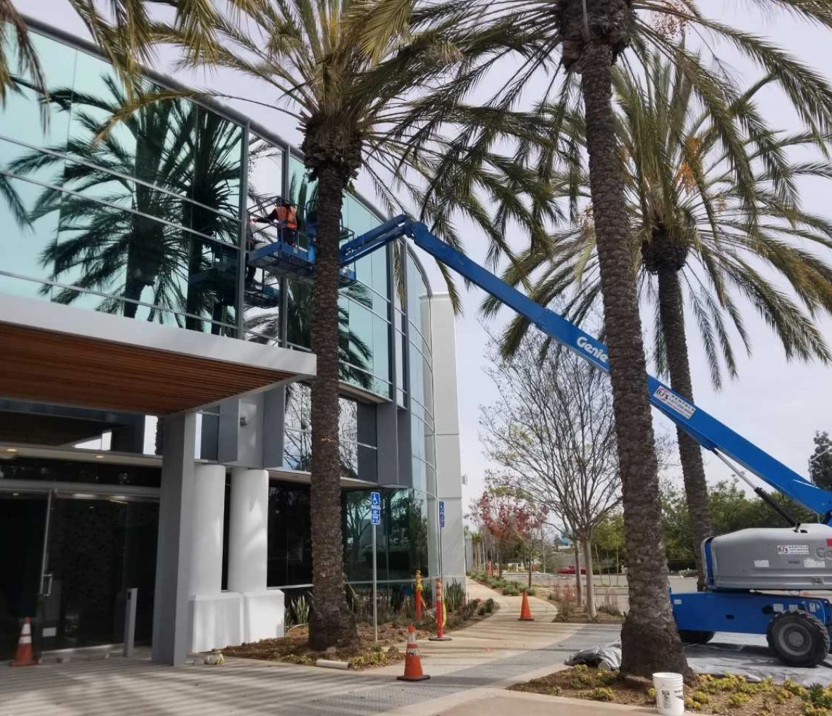 Worker on lift near tall palm trees